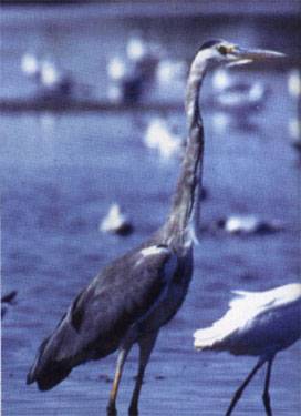 Birdwatching nel Delta Ferrarese